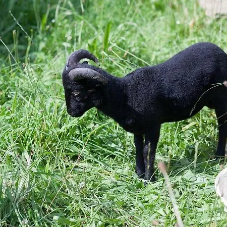 Eggerhof * Ramsau am Dachstein