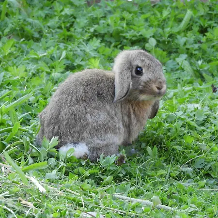 Eggerhof Lägenhet Ramsau am Dachstein