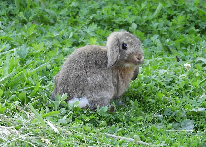 Eggerhof Lejlighed Ramsau am Dachstein